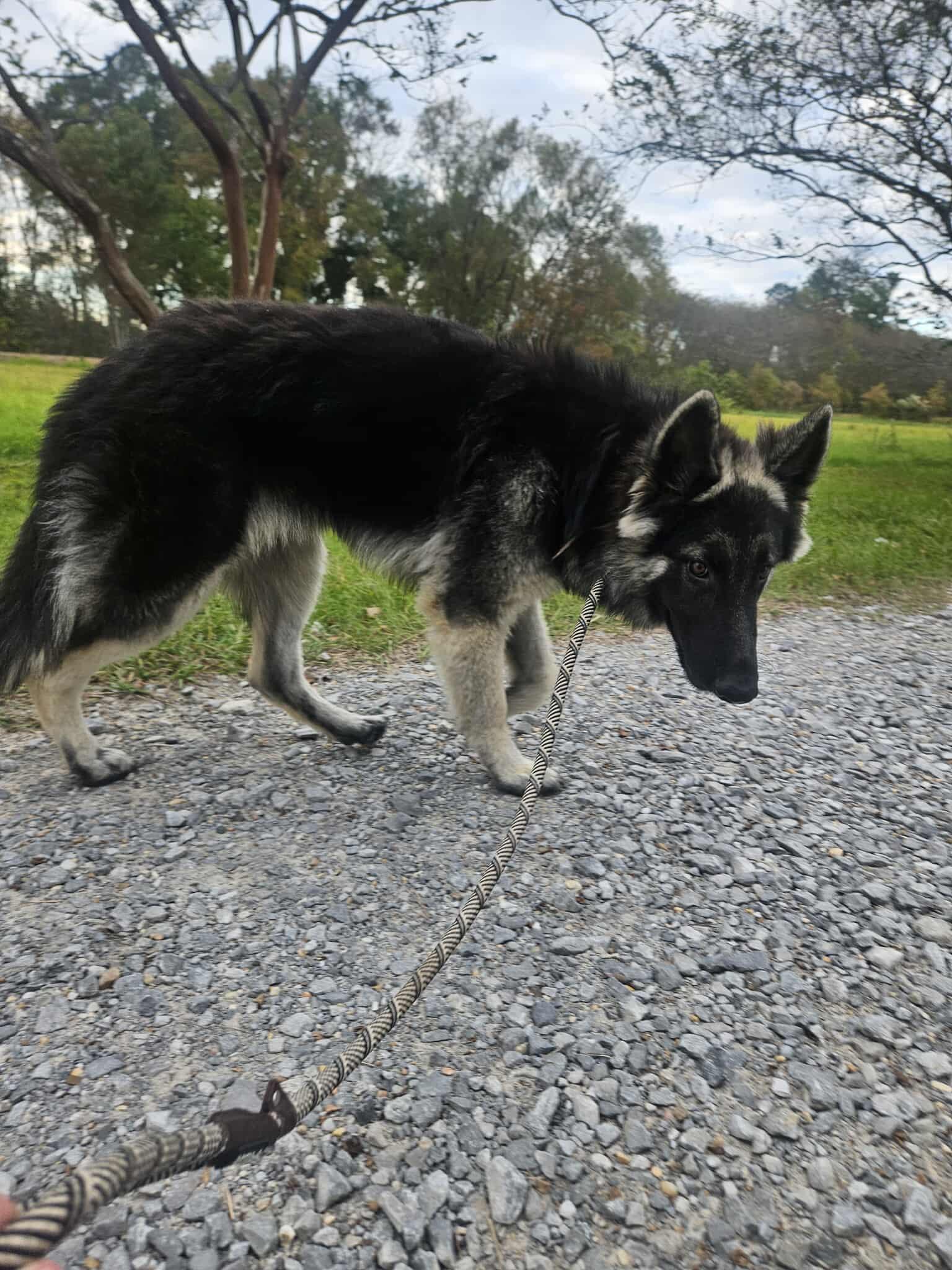 Enlarge BOSCO, a ADOPTABLE German Shepherd Dog in Glocester, RI image 4/5