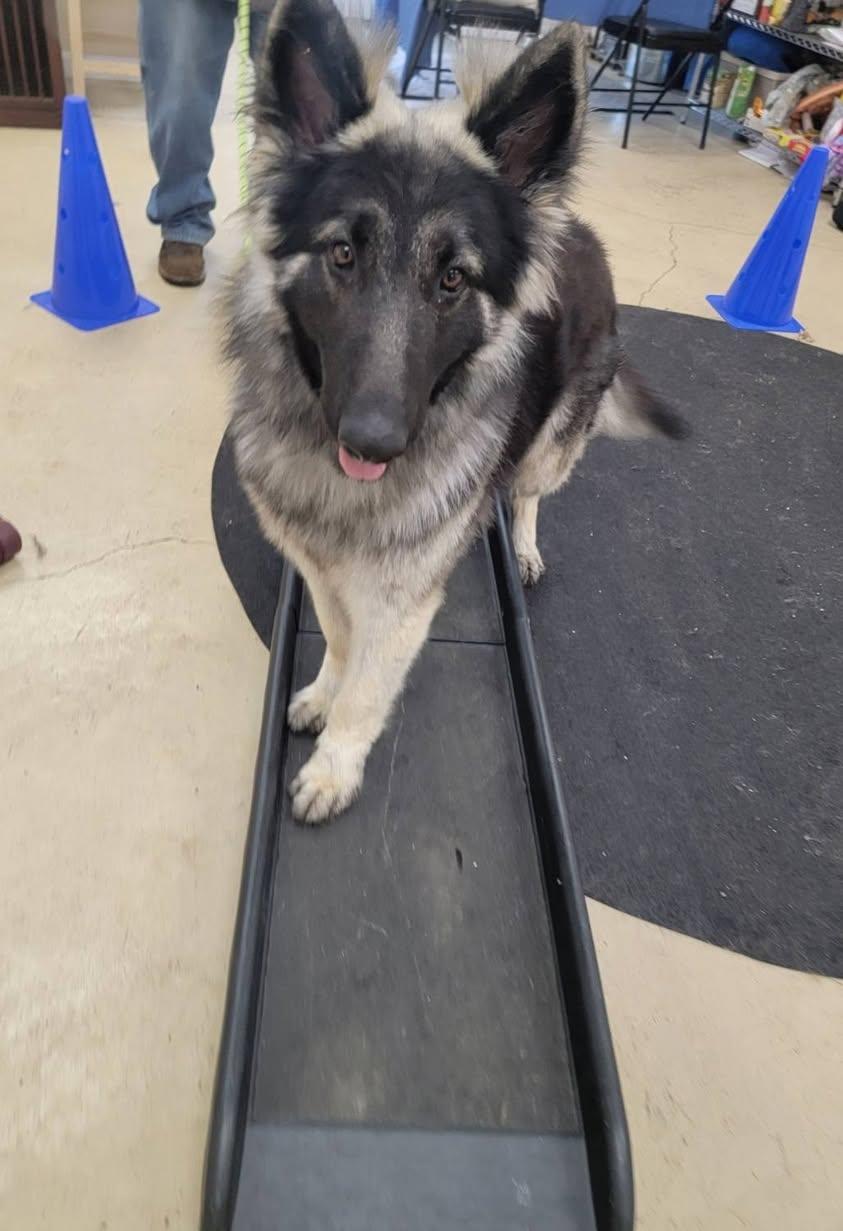 Enlarge BOSCO, a ADOPTABLE Belgian Shepherd / Laekenois in Glocester, RI image 6/6
