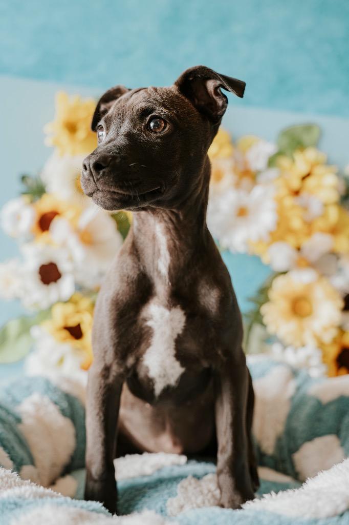 Olive, a Adoptable Mixed Breed in Newberg, OR image 1/5