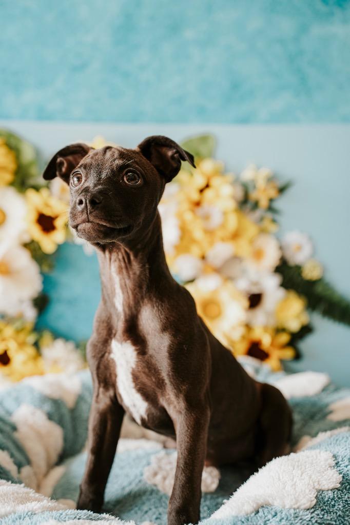 Olive, a Adoptable Mixed Breed in Newberg, OR image 2/5