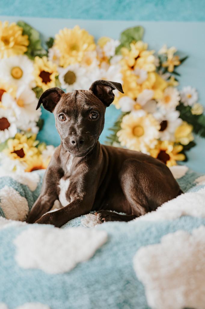 Olive, a Adoptable Mixed Breed in Newberg, OR image 3/5