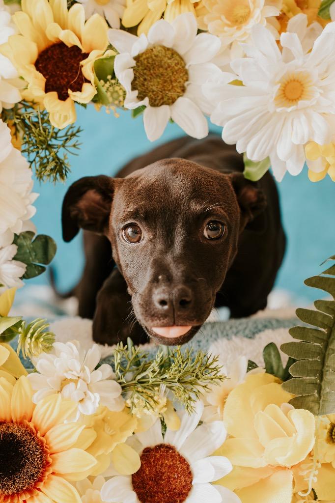 Olive, a Adoptable Mixed Breed in Newberg, OR image 4/5