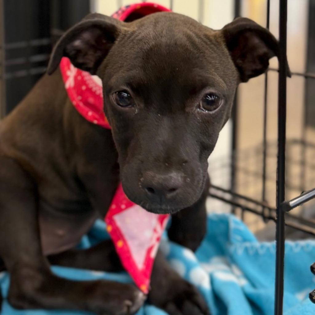 Olive, a Adoptable Mixed Breed in Newberg, OR image 5/5