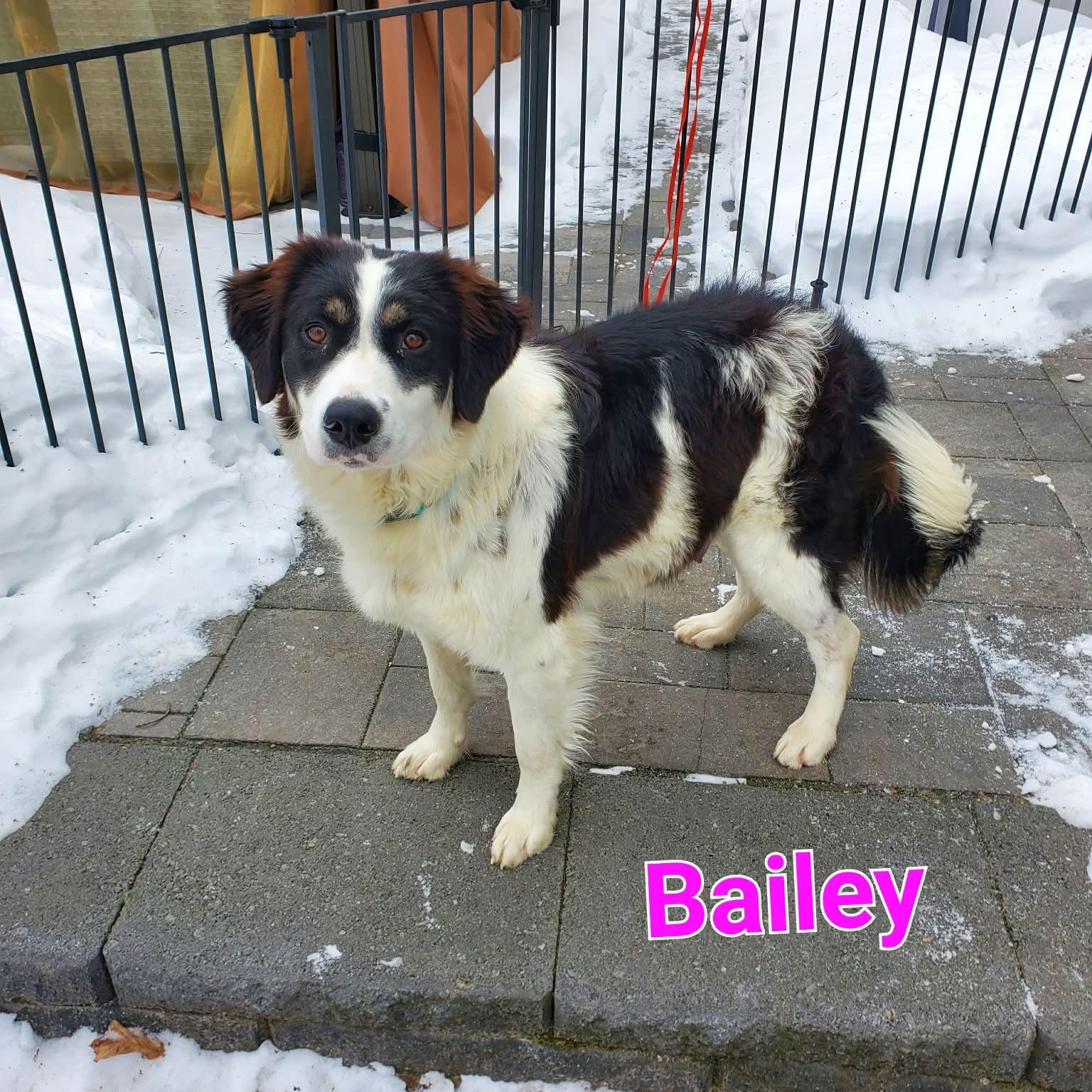 Enlarge Odin, a Adoptable mixed breed in Blairstown, NJ image 2/6