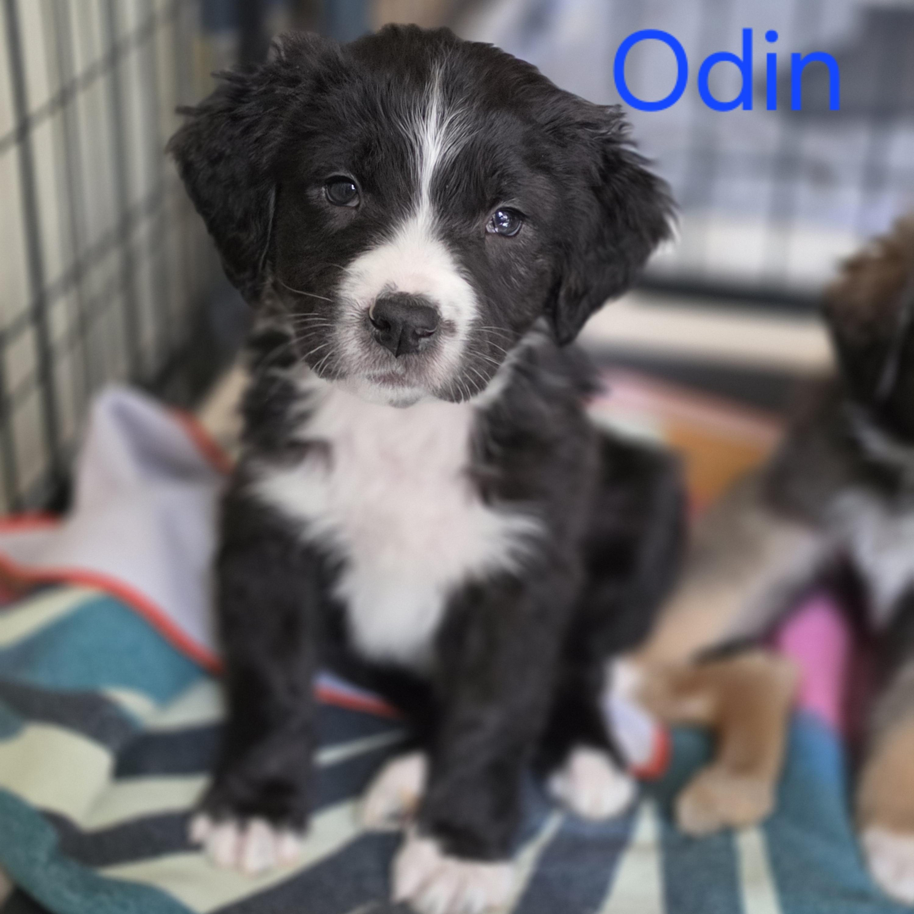 Odin, Adoptable, Puppy Male Border Collie & Great Pyrenees.