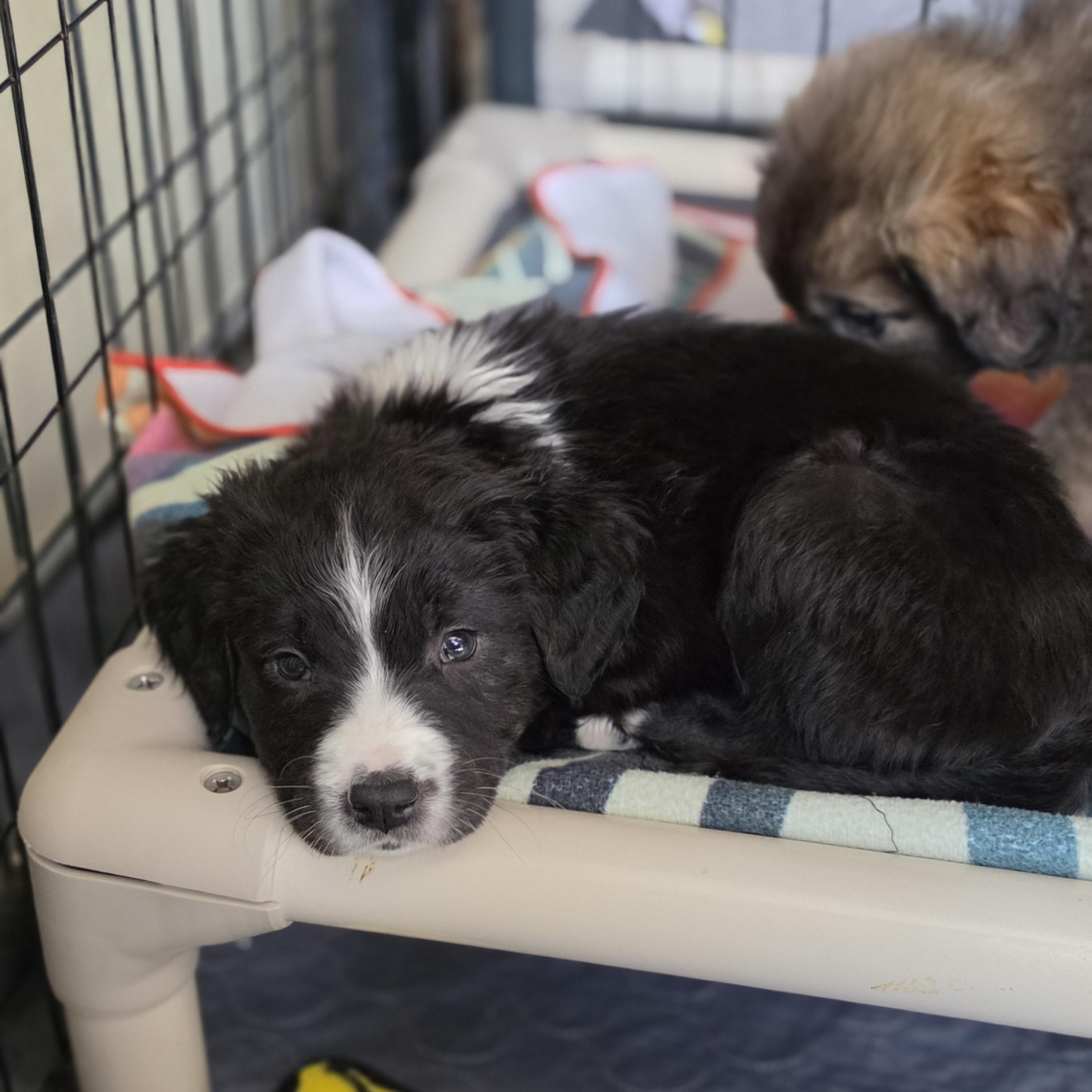 Enlarge Odin, a Adoptable mixed breed in Blairstown, NJ image 4/6