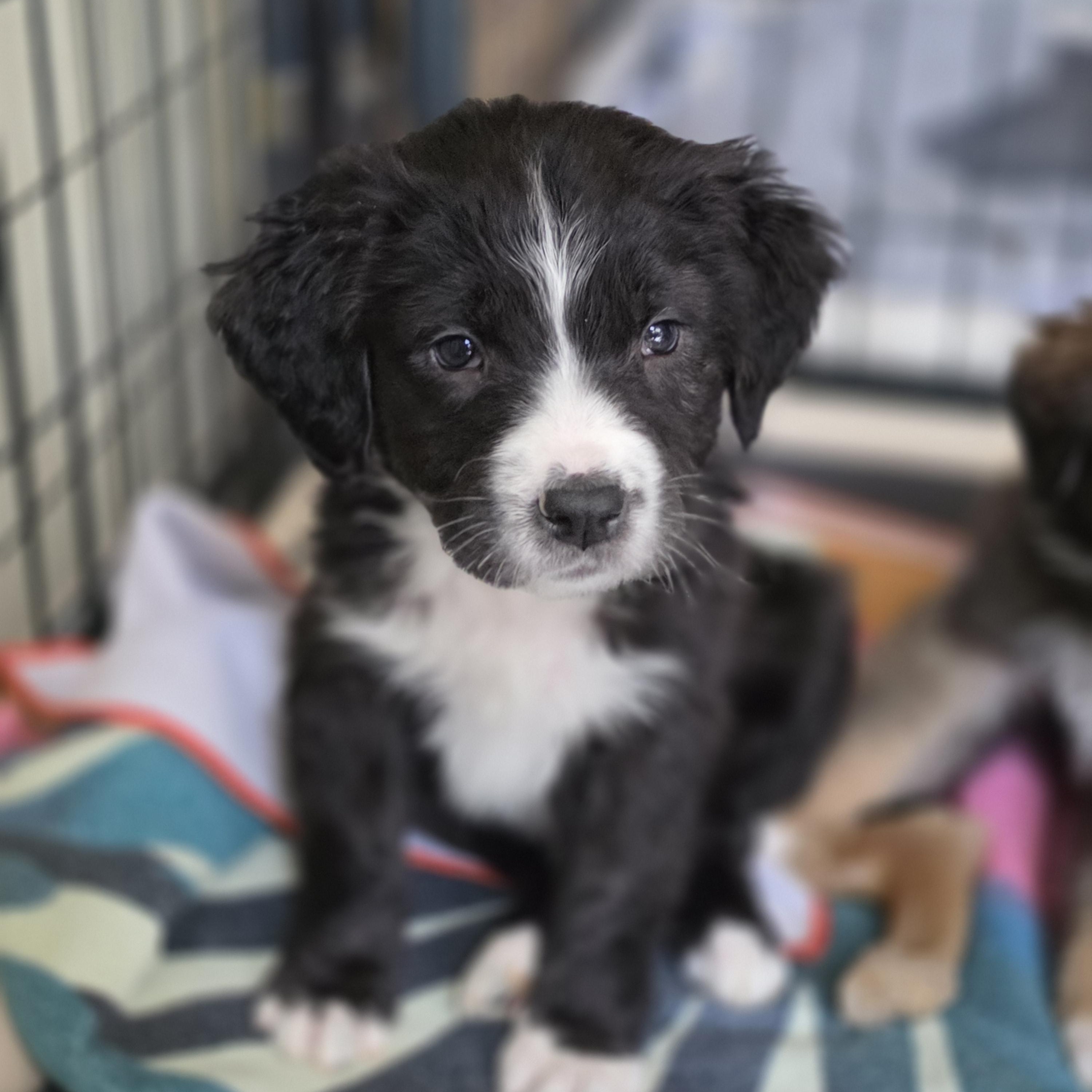 Enlarge Odin, a Adoptable mixed breed in Blairstown, NJ image 3/6