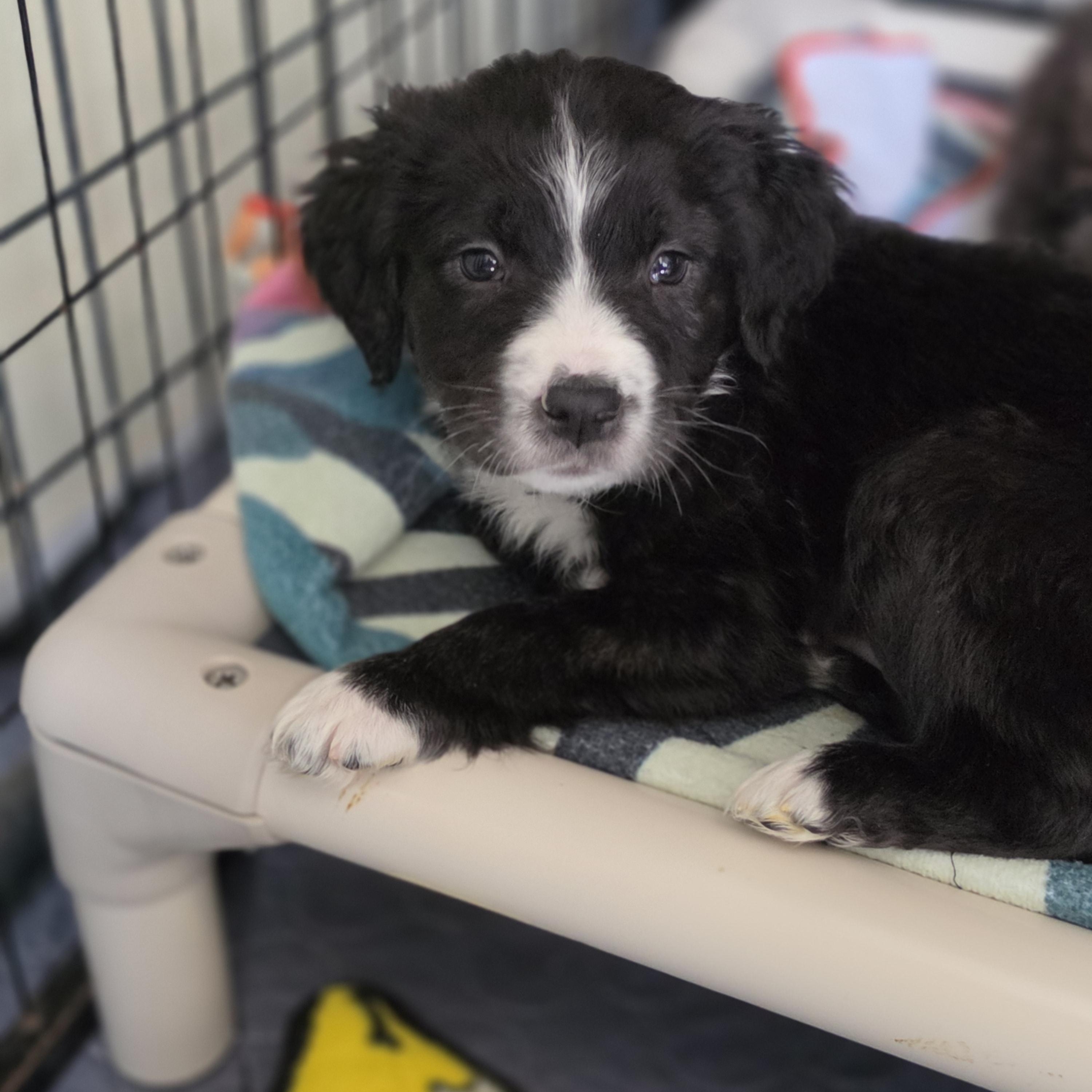 Enlarge Odin, a Adoptable mixed breed in Blairstown, NJ image 5/6