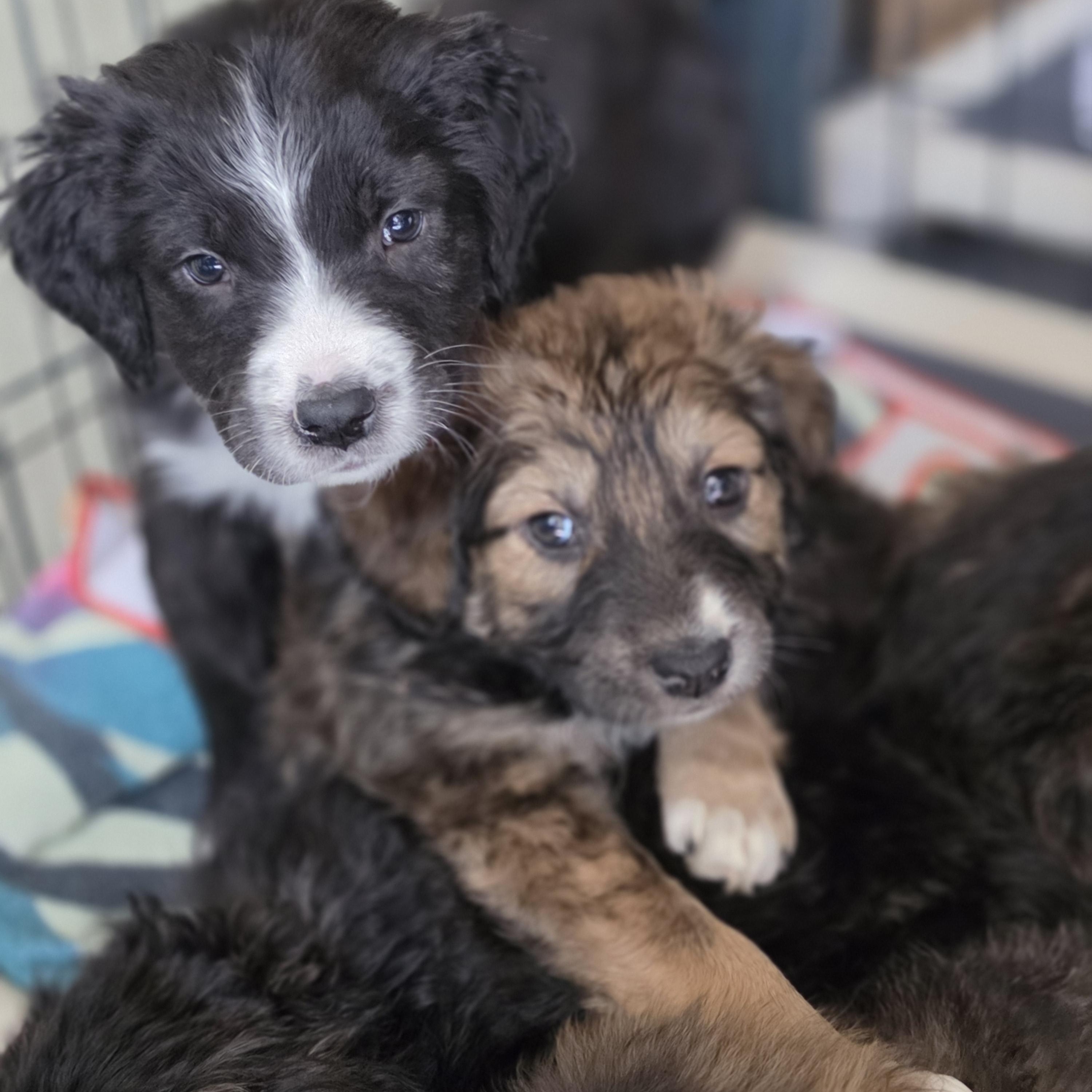 Enlarge Odin, a Adoptable mixed breed in Blairstown, NJ image 6/6