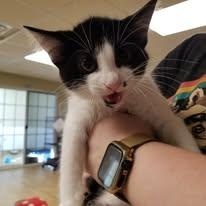 Dot, a Adoptable mixed breed in Montour Falls, NY image 2/2