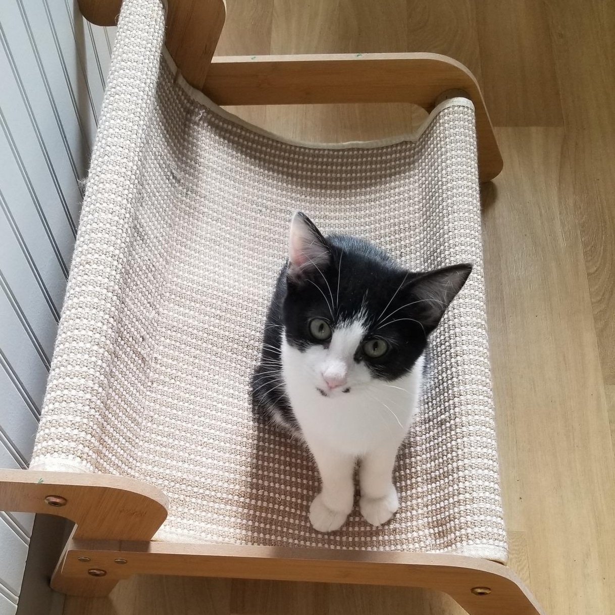 Dot, Adoptable, Kitten Female Tuxedo & Domestic Short Hair.
