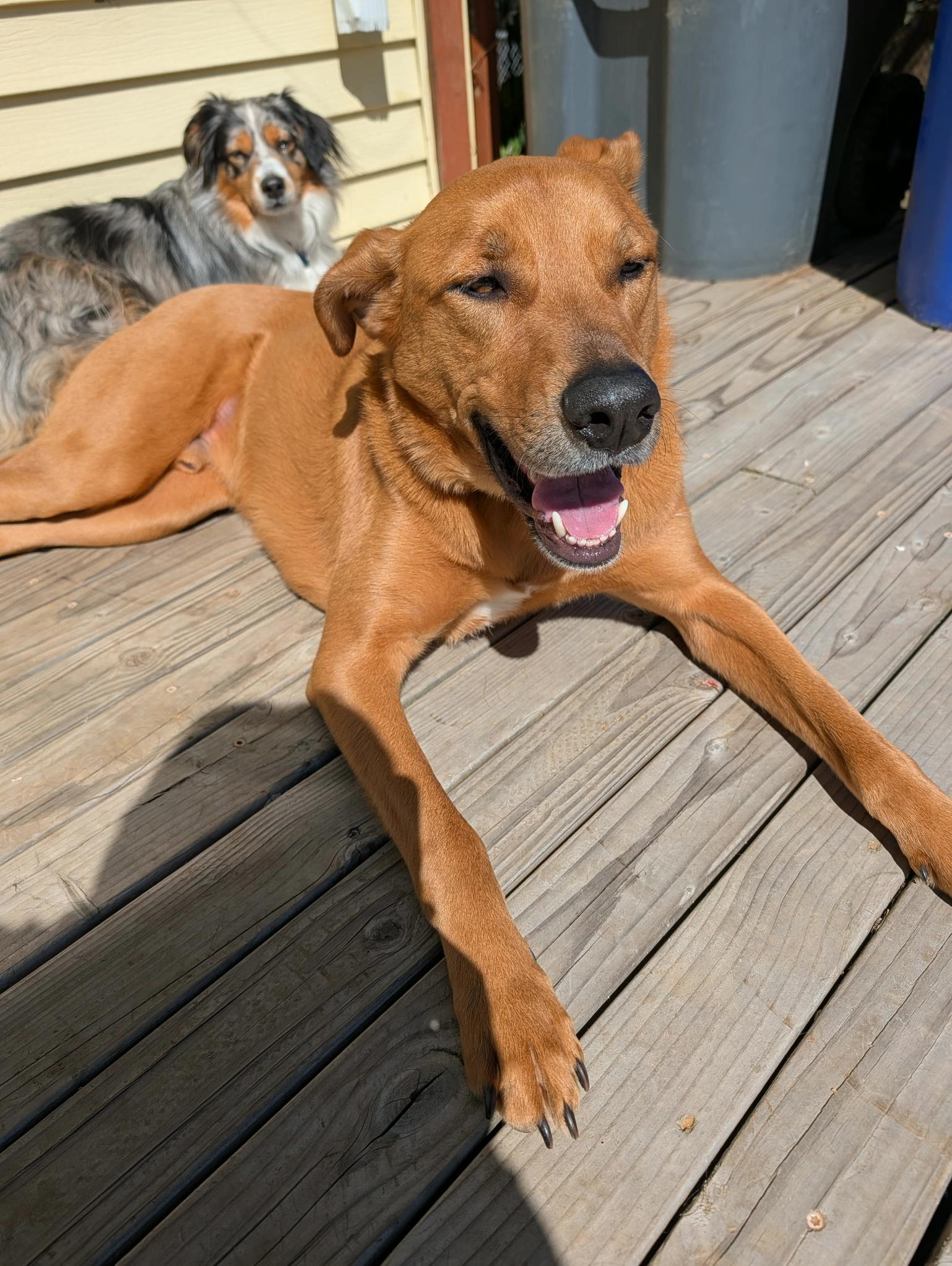 Scooby Doo, Adoptable, Young Male Shepherd & Labrador Retriever.