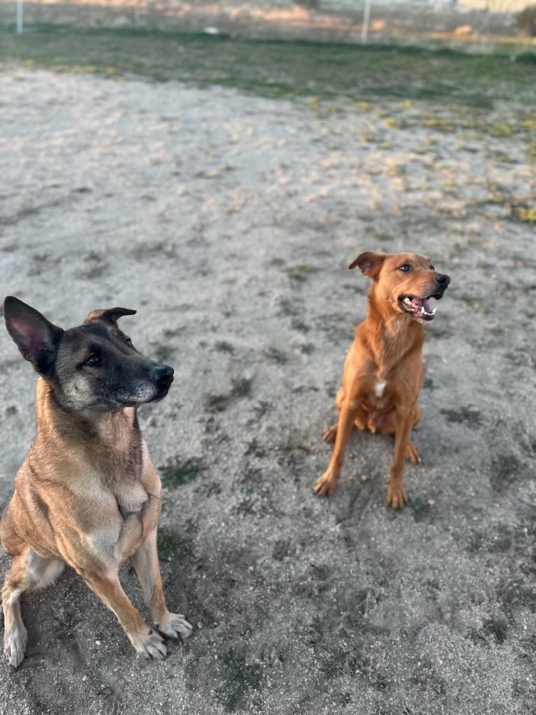 Enlarge Scooby Doo, a Adoptable mixed breed in Portland, OR image 4/6