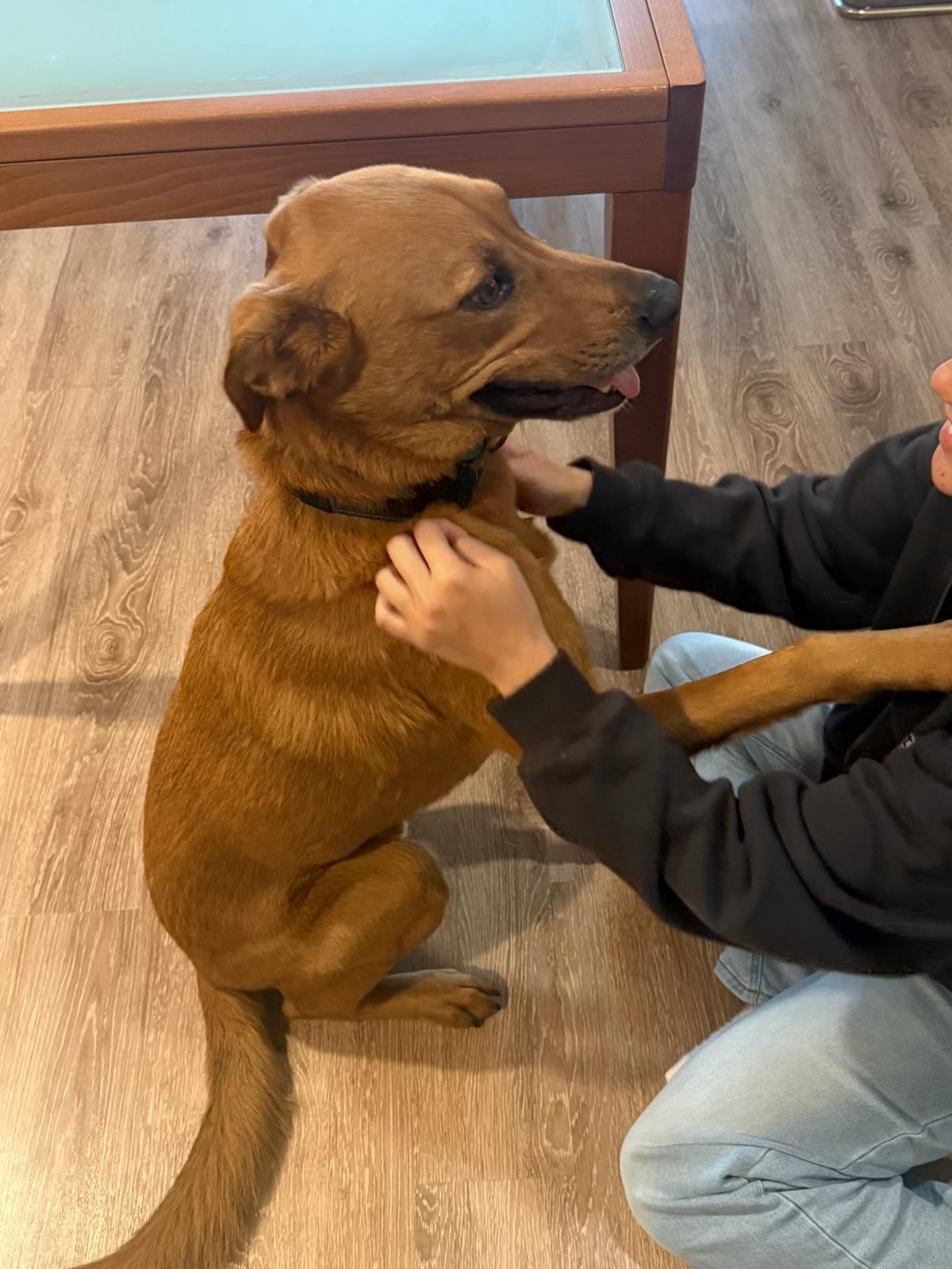 Enlarge Scooby Doo, a Adoptable mixed breed in Portland, OR image 2/6