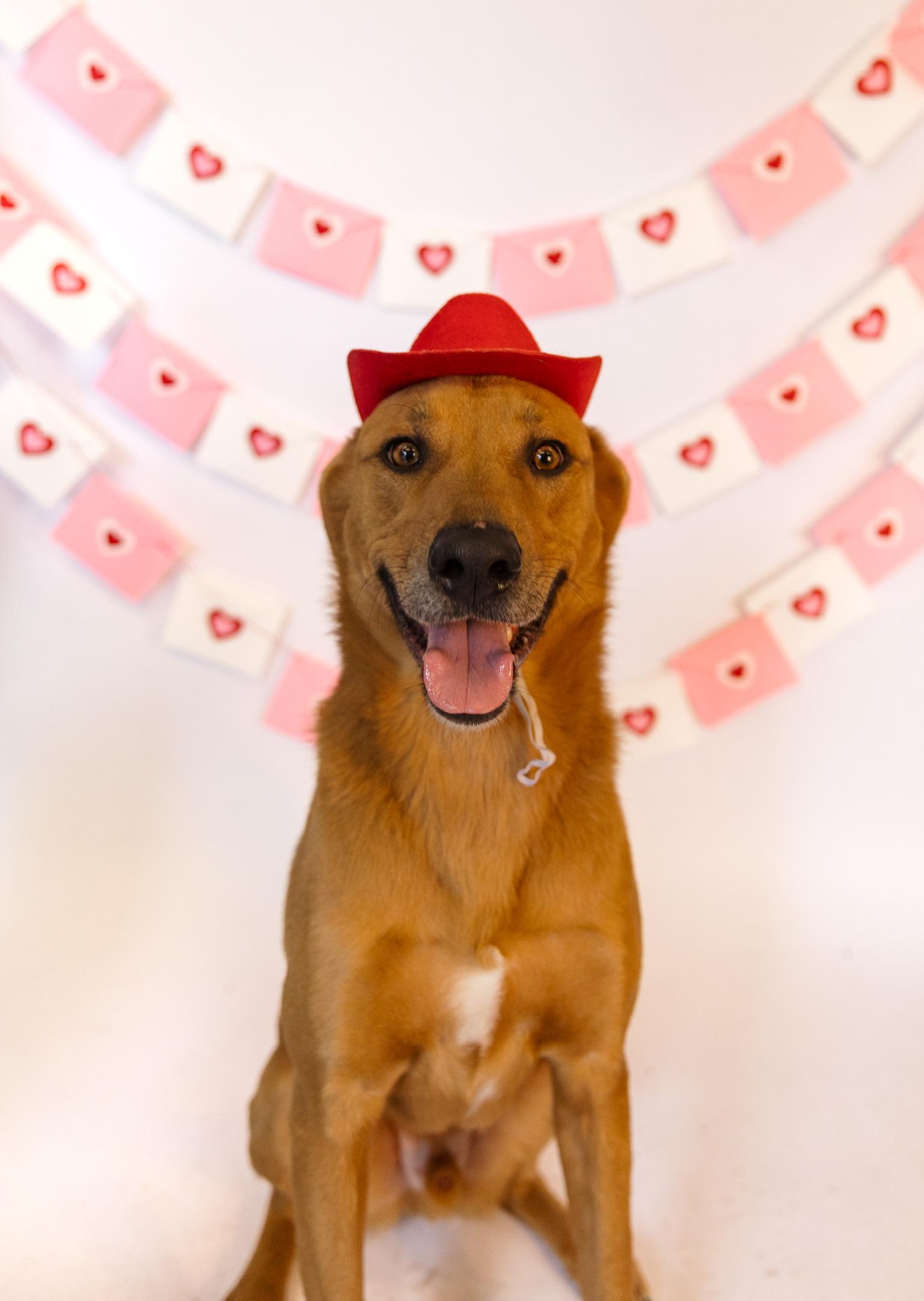 Enlarge Scooby Doo, a Adoptable mixed breed in Portland, OR image 6/6