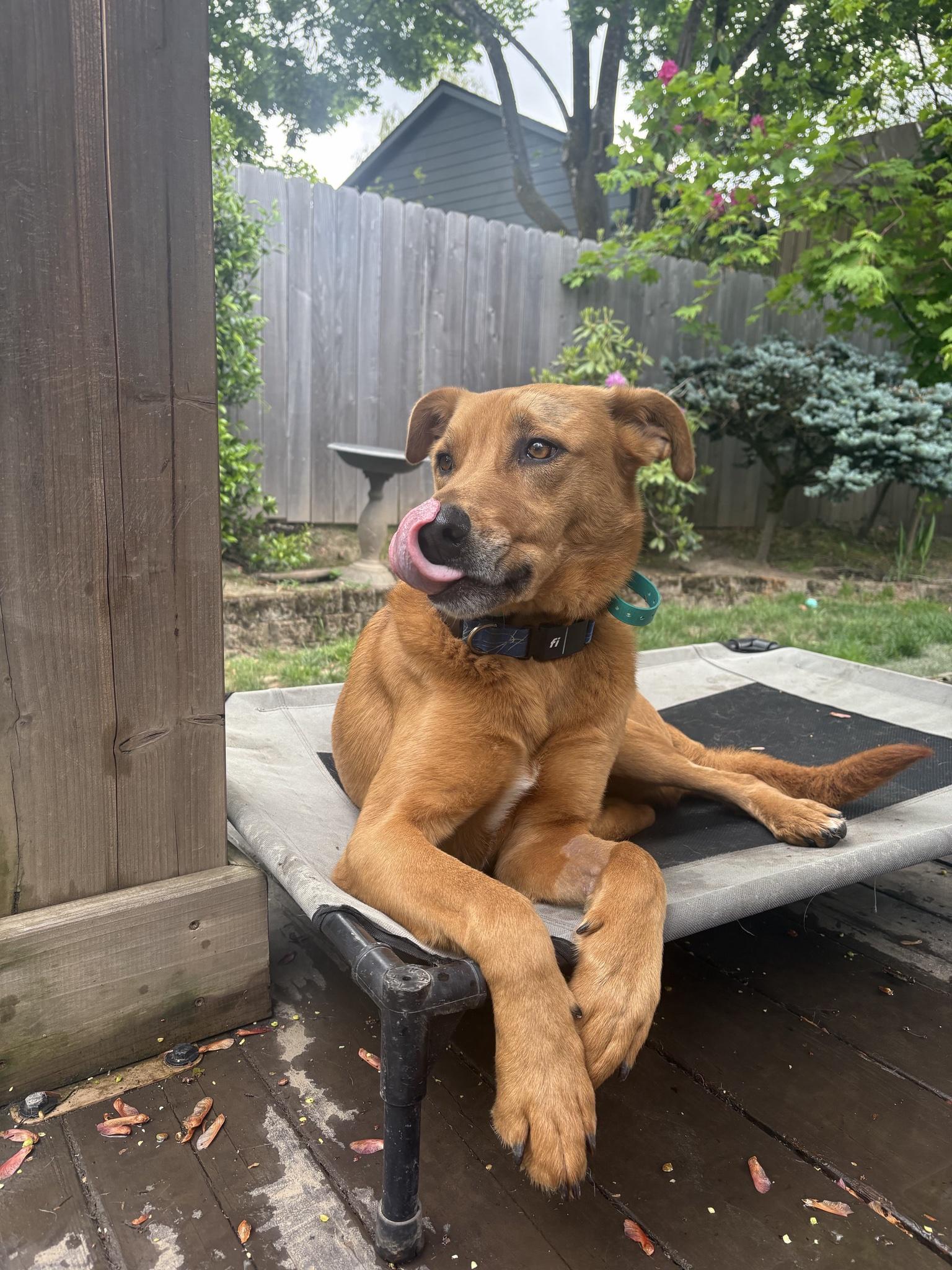 Enlarge Scooby Doo, a Adoptable mixed breed in Portland, OR image 3/6