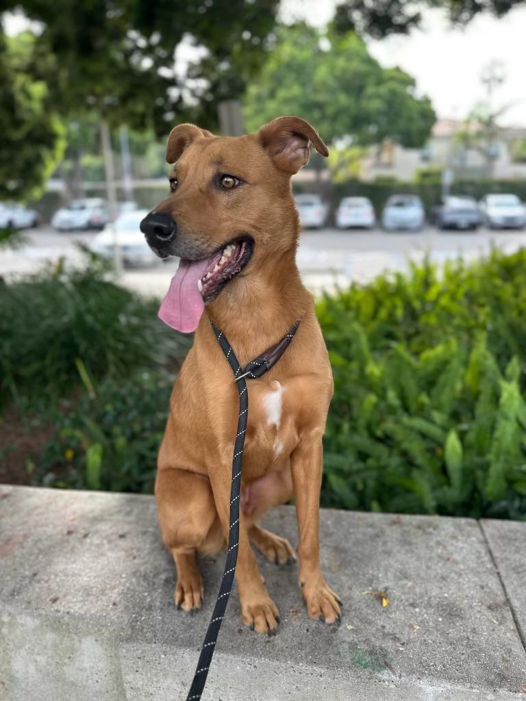 Enlarge Scooby Doo, a Adoptable mixed breed in Portland, OR image 5/6