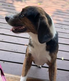 Alfie, ADOPTABLE, Adult Male Beagle.