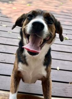 Enlarge Alfie, a ADOPTABLE Beagle in Longwood, FL image 5/5