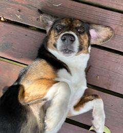Enlarge Alfie, a ADOPTABLE Beagle in Longwood, FL image 4/5