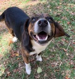 Enlarge Alfie, a ADOPTABLE Beagle in Longwood, FL image 3/5