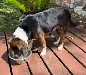 Enlarge Alfie, a ADOPTABLE Beagle in Longwood, FL image 2/5