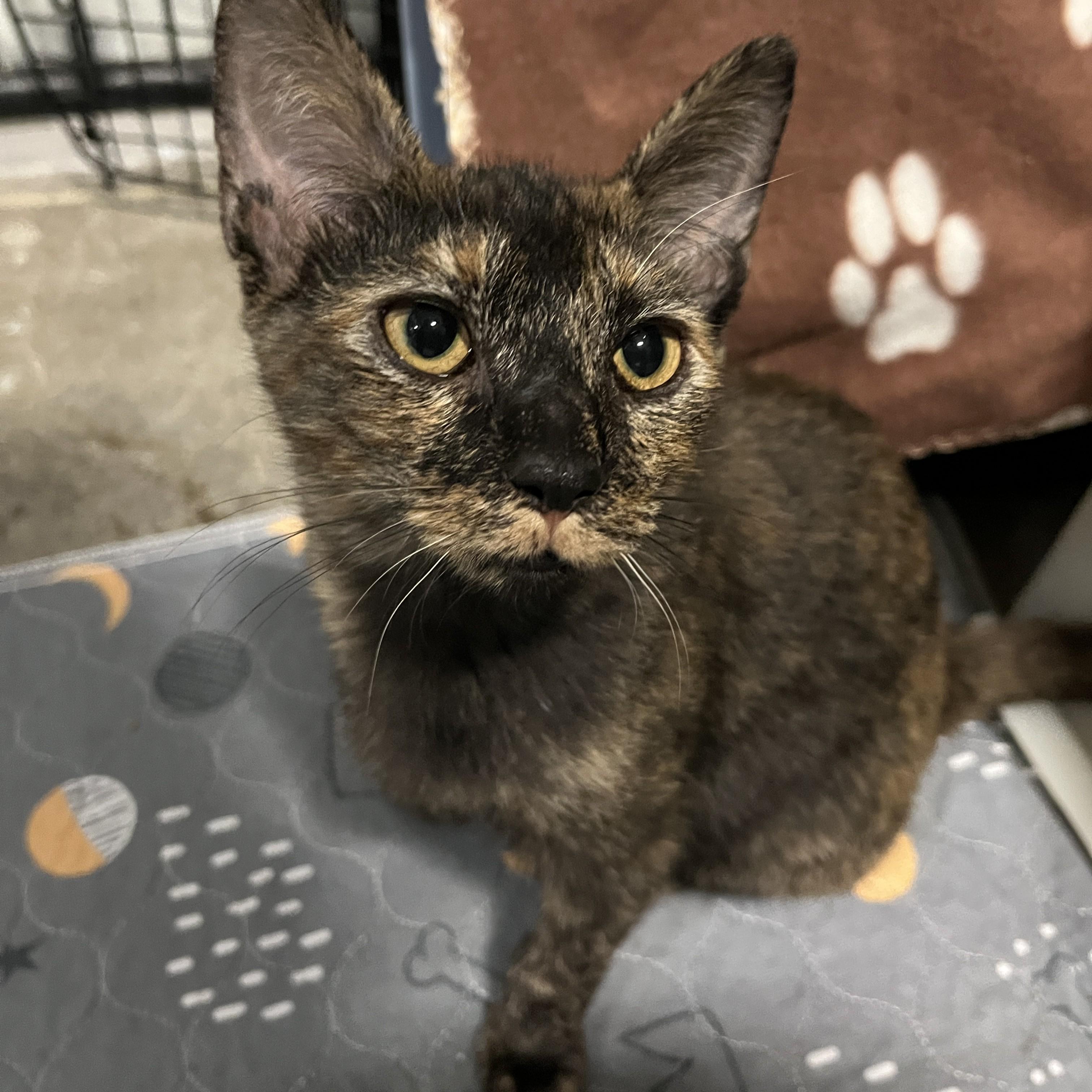 Enlarge Cricket, a Adoptable Domestic Short Hair in Columbus, OH image 2/6