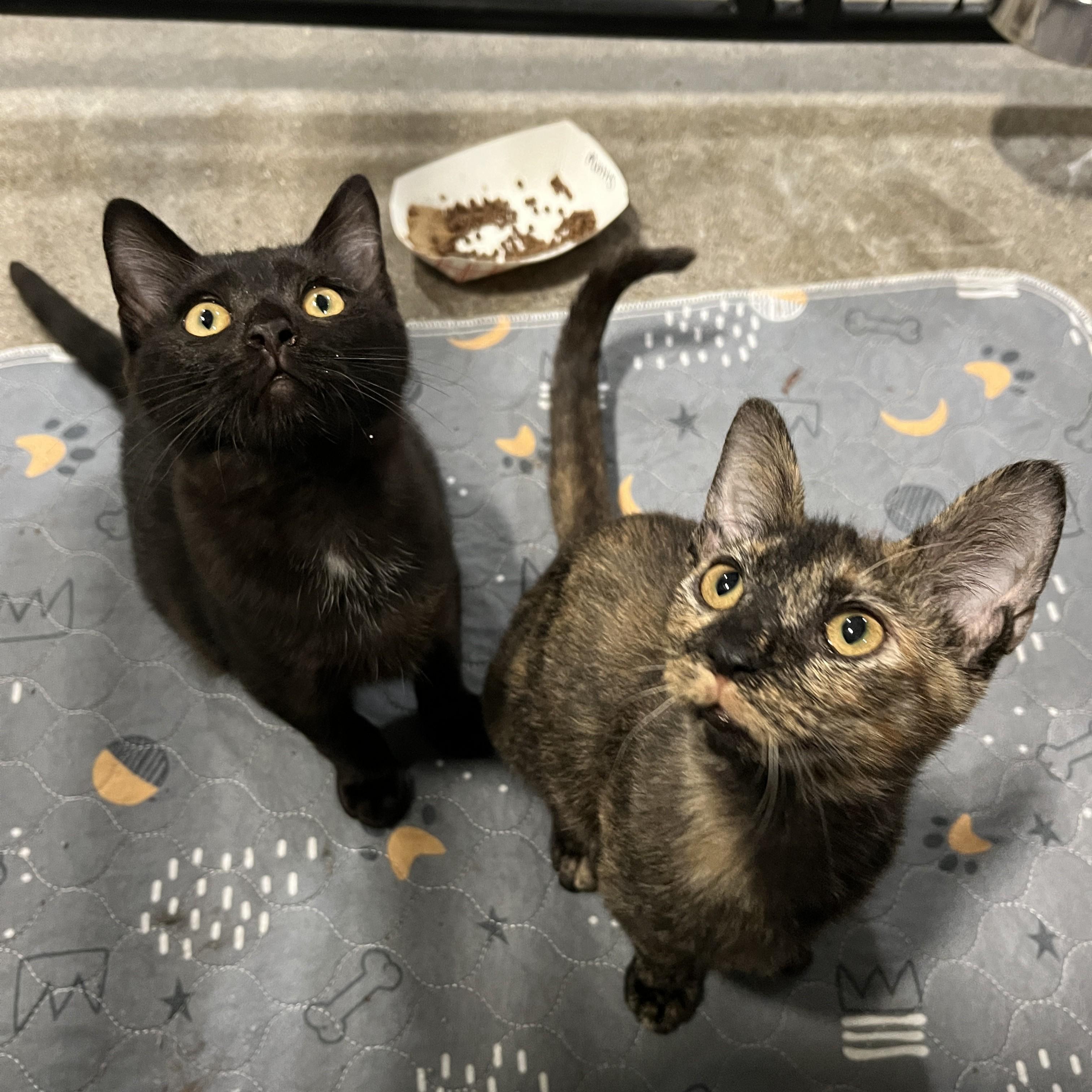 Enlarge Cricket, a Adoptable Domestic Short Hair in Columbus, OH image 4/6