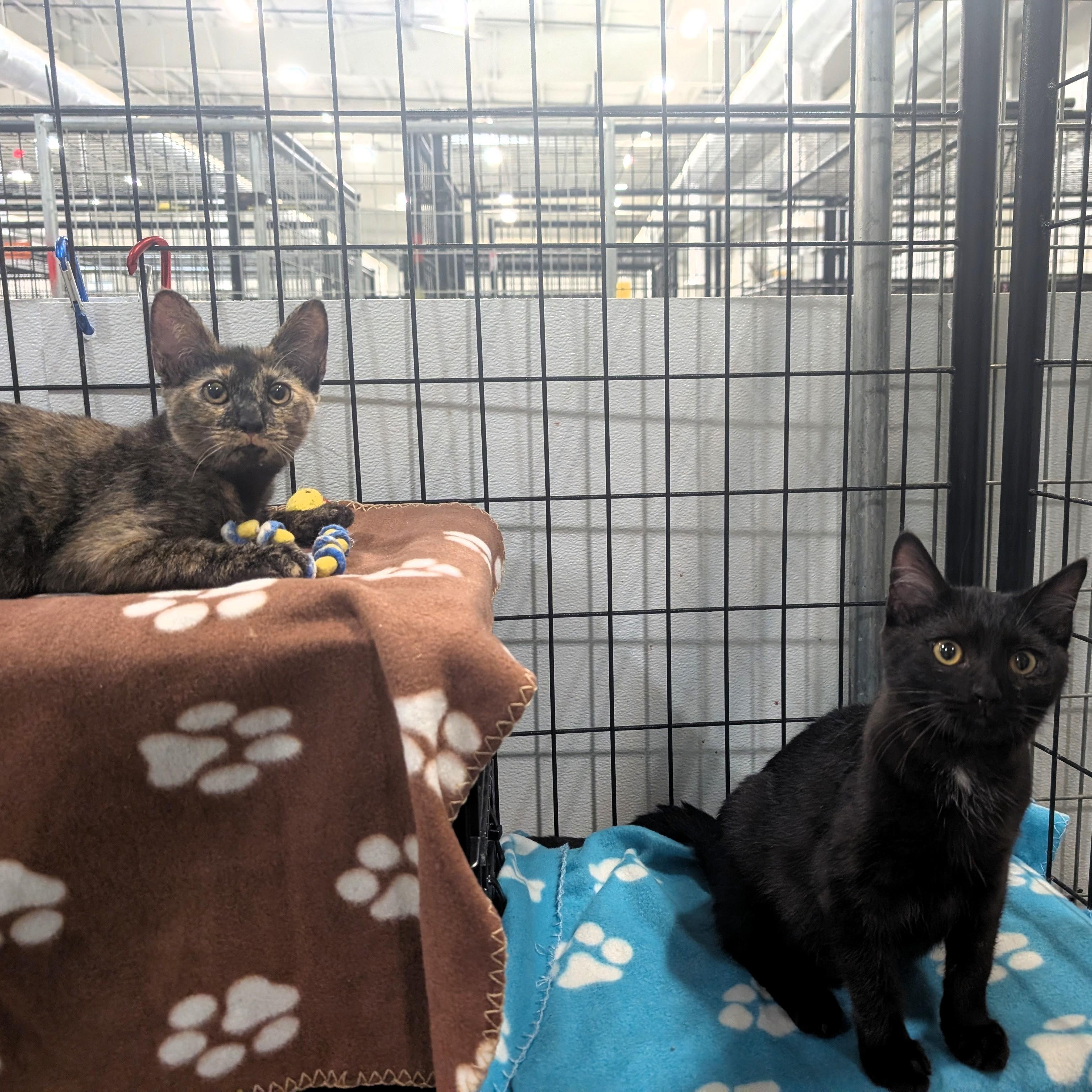 Enlarge Cricket, a Adoptable Domestic Short Hair in Columbus, OH image 5/6