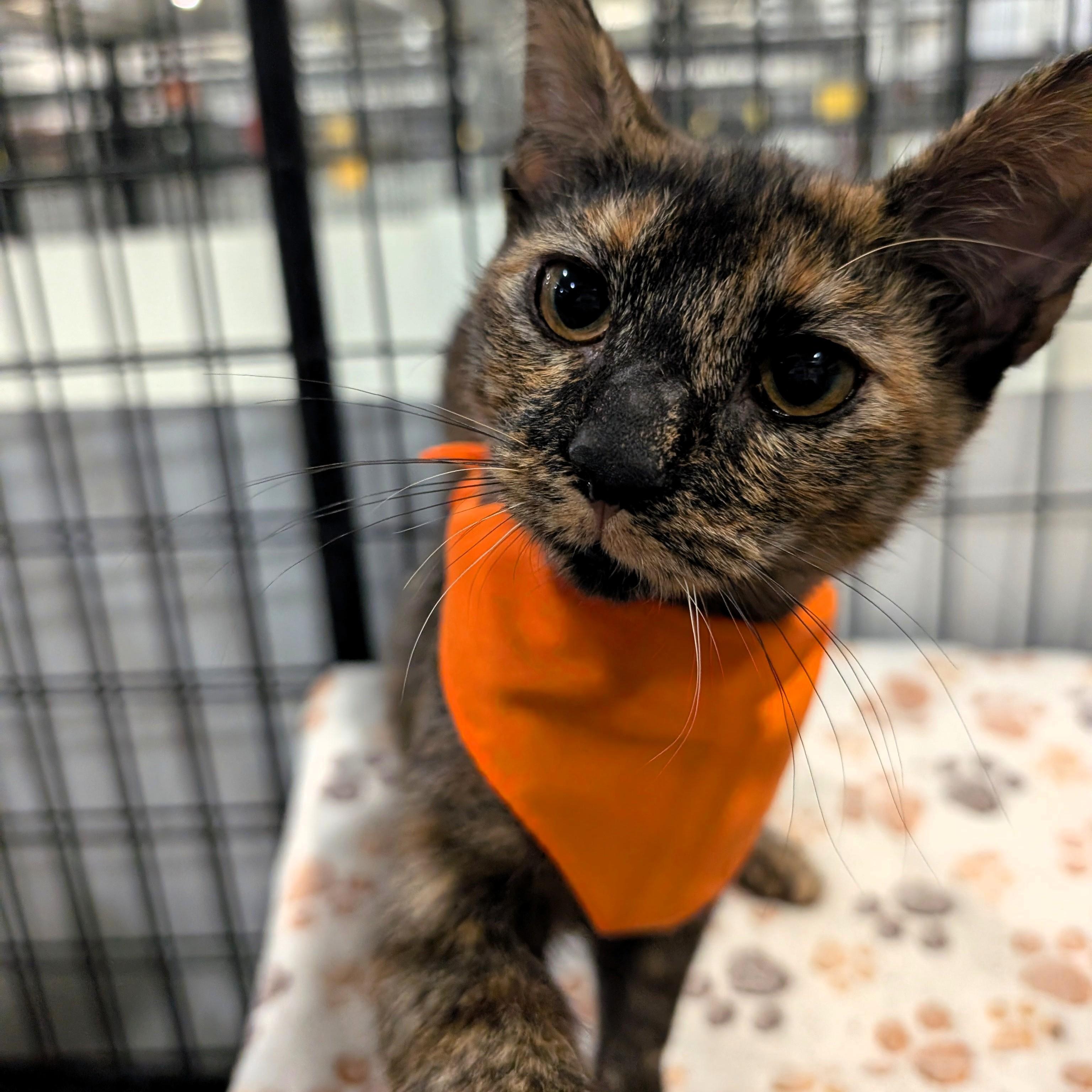 Enlarge Cricket, a Adoptable Domestic Short Hair in Columbus, OH image 3/6