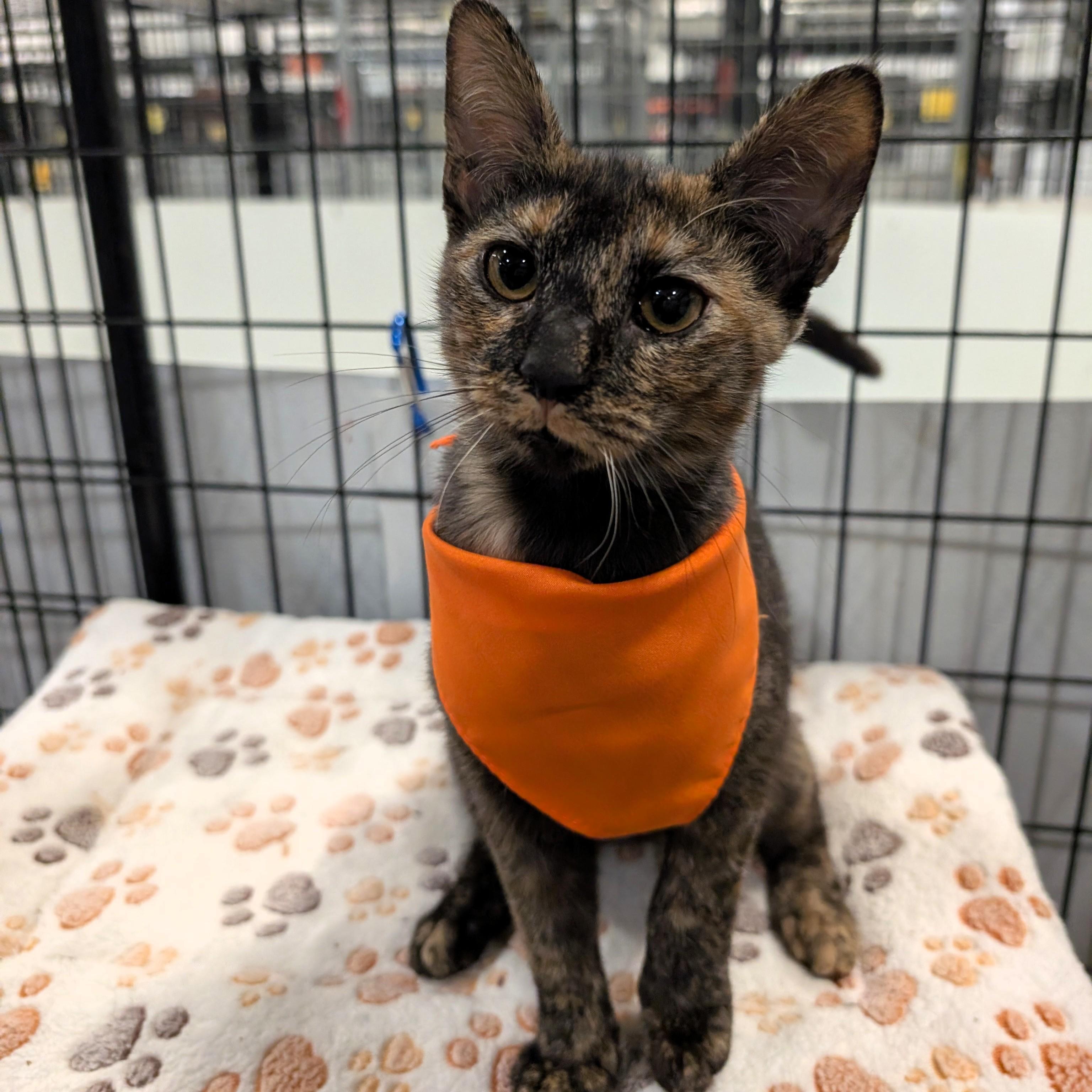 Enlarge Cricket, a Adoptable Domestic Short Hair in Columbus, OH image 1/6