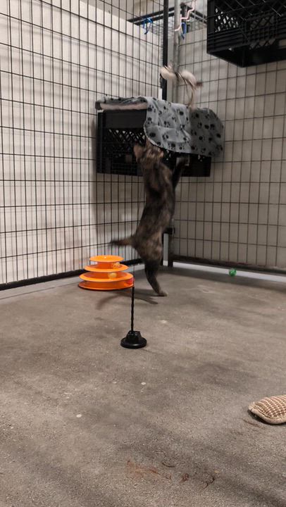 Enlarge Cricket, a Adoptable Domestic Short Hair in Columbus, OH video 6/6