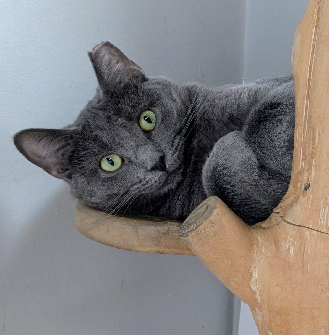 Enlarge Clover, a Adoptable Domestic Short Hair in Alexandria, VA image 1/1