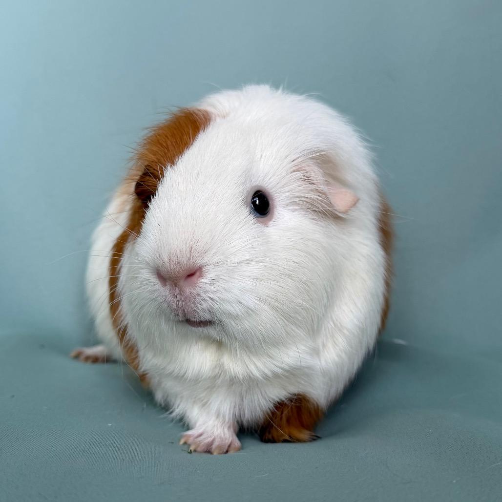 Amanda (bonded to Mimi), adopted, Young Female Guinea Pig.
