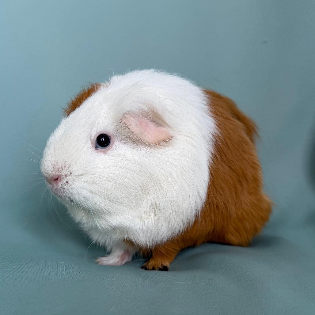 Enlarge Amanda (bonded to Mimi), an adopted Guinea Pig in Columbia, MD image 3/3