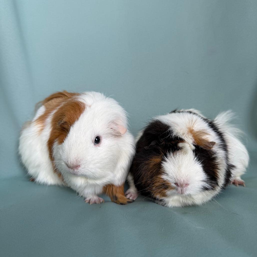 Enlarge Amanda (bonded to Mimi), an adopted Guinea Pig in Columbia, MD image 2/3