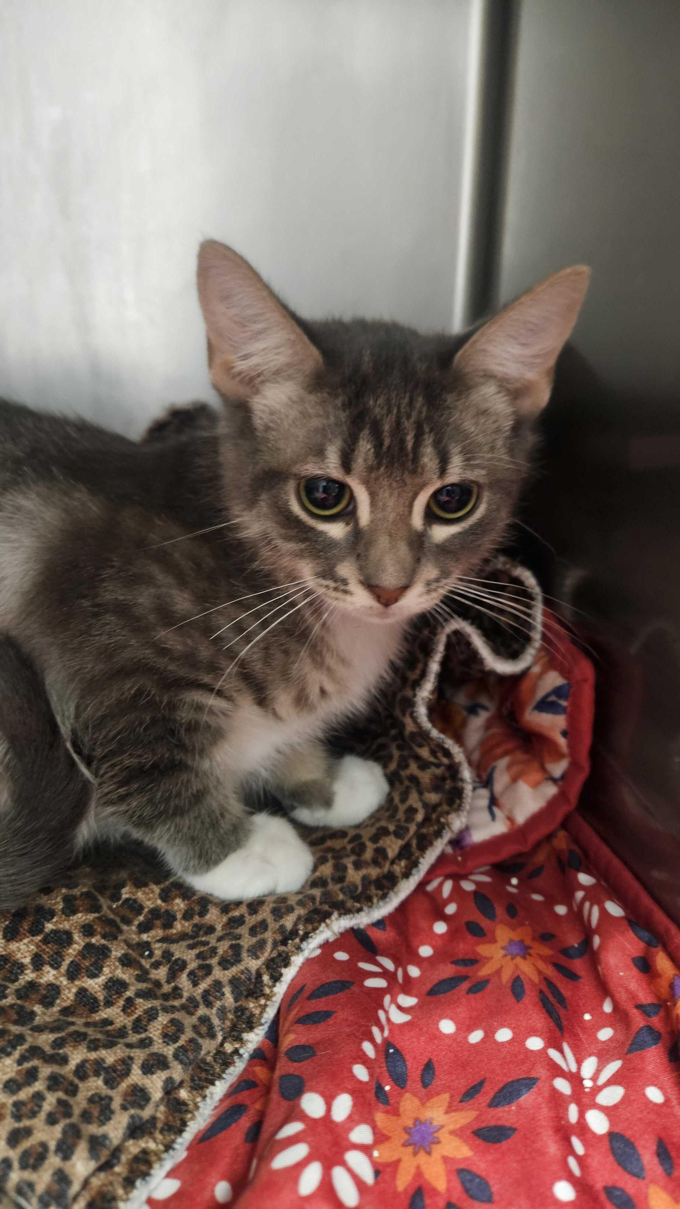 London Fog, Adopted, Young Male Domestic Short Hair.