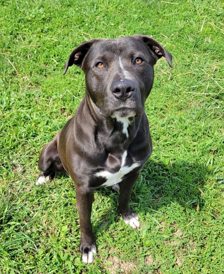 Enlarge Shavo, a Adoptable mixed breed in Lisbon, OH image 1/3