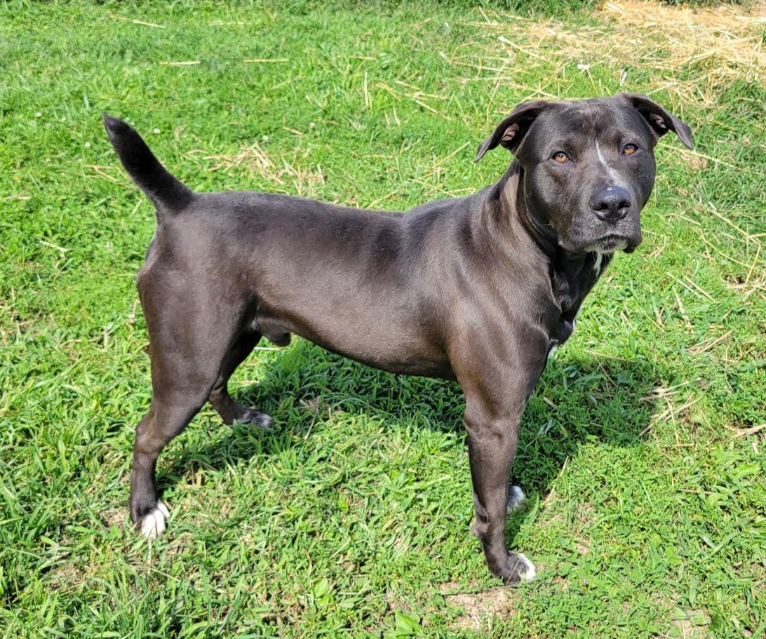 Enlarge Shavo, a Adoptable mixed breed in Lisbon, OH image 2/3