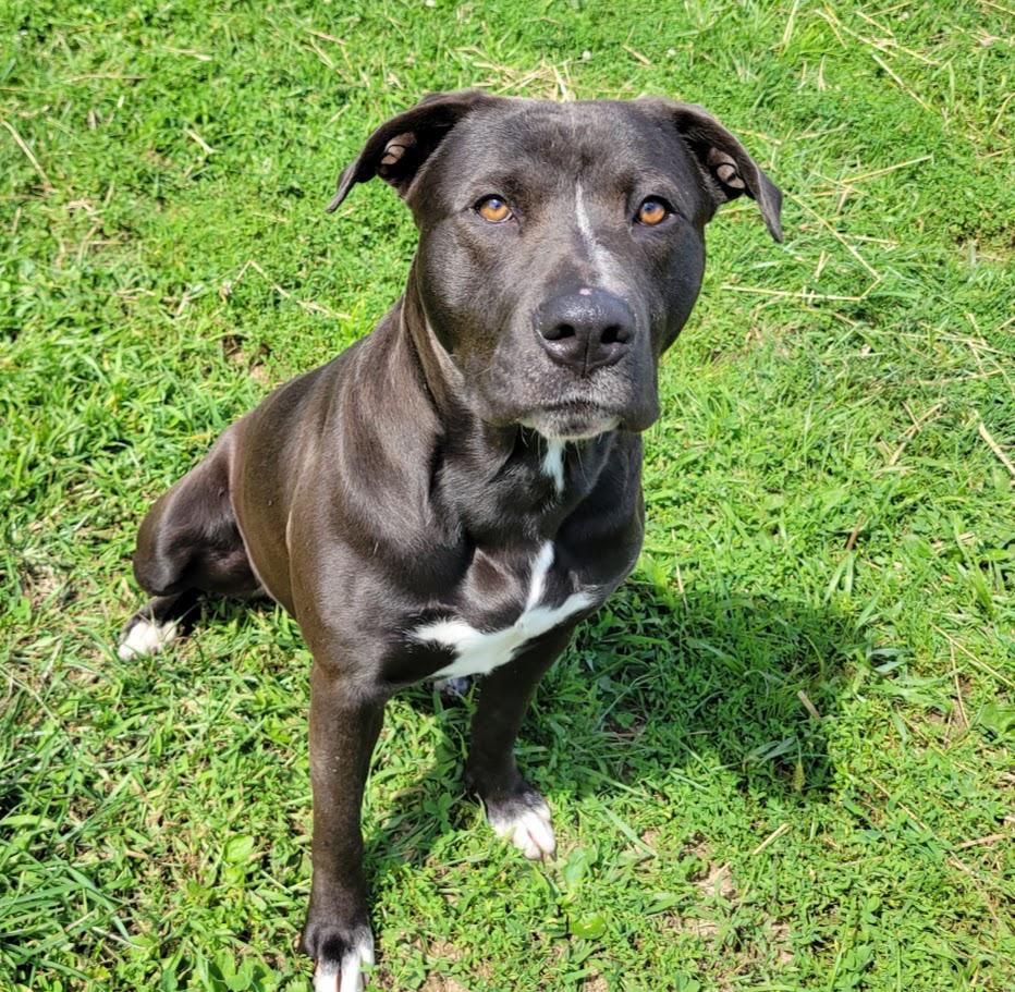 Enlarge Shavo, a Adoptable mixed breed in Lisbon, OH image 3/3