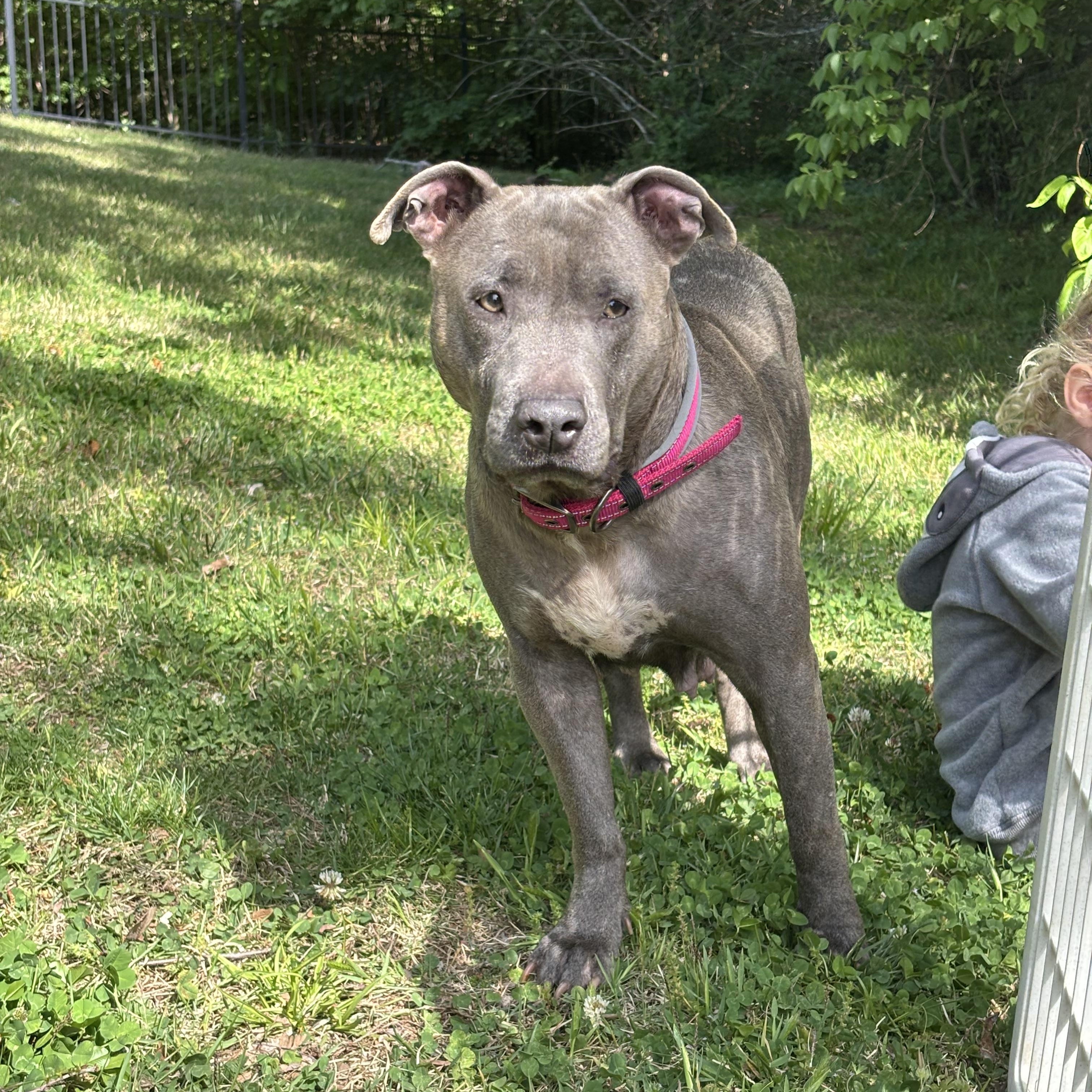 Angel, Adoptable, Young Female Pit Bull Terrier.