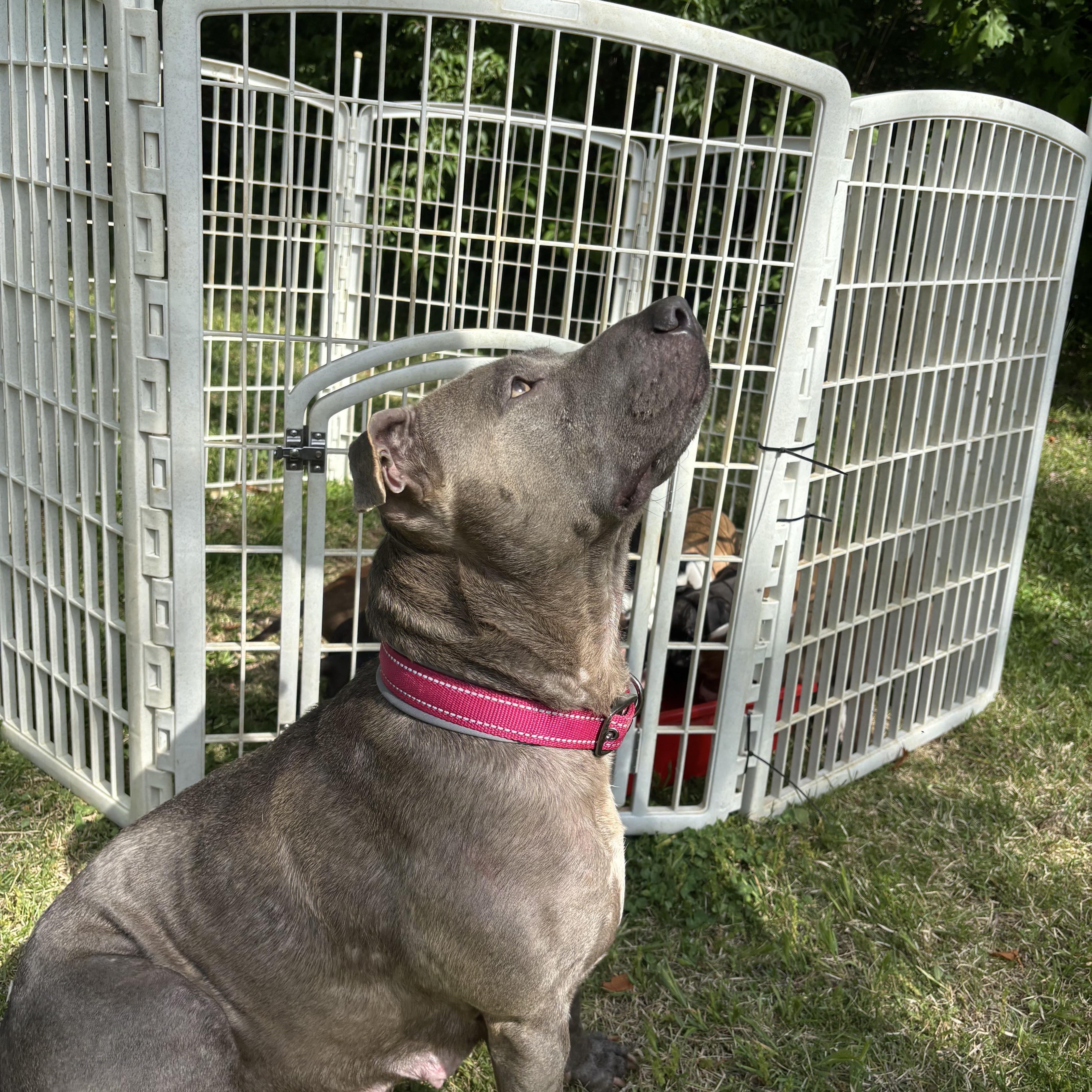 Enlarge Angel, a Adoptable Pit Bull Terrier in Brentwood, TN image 2/3