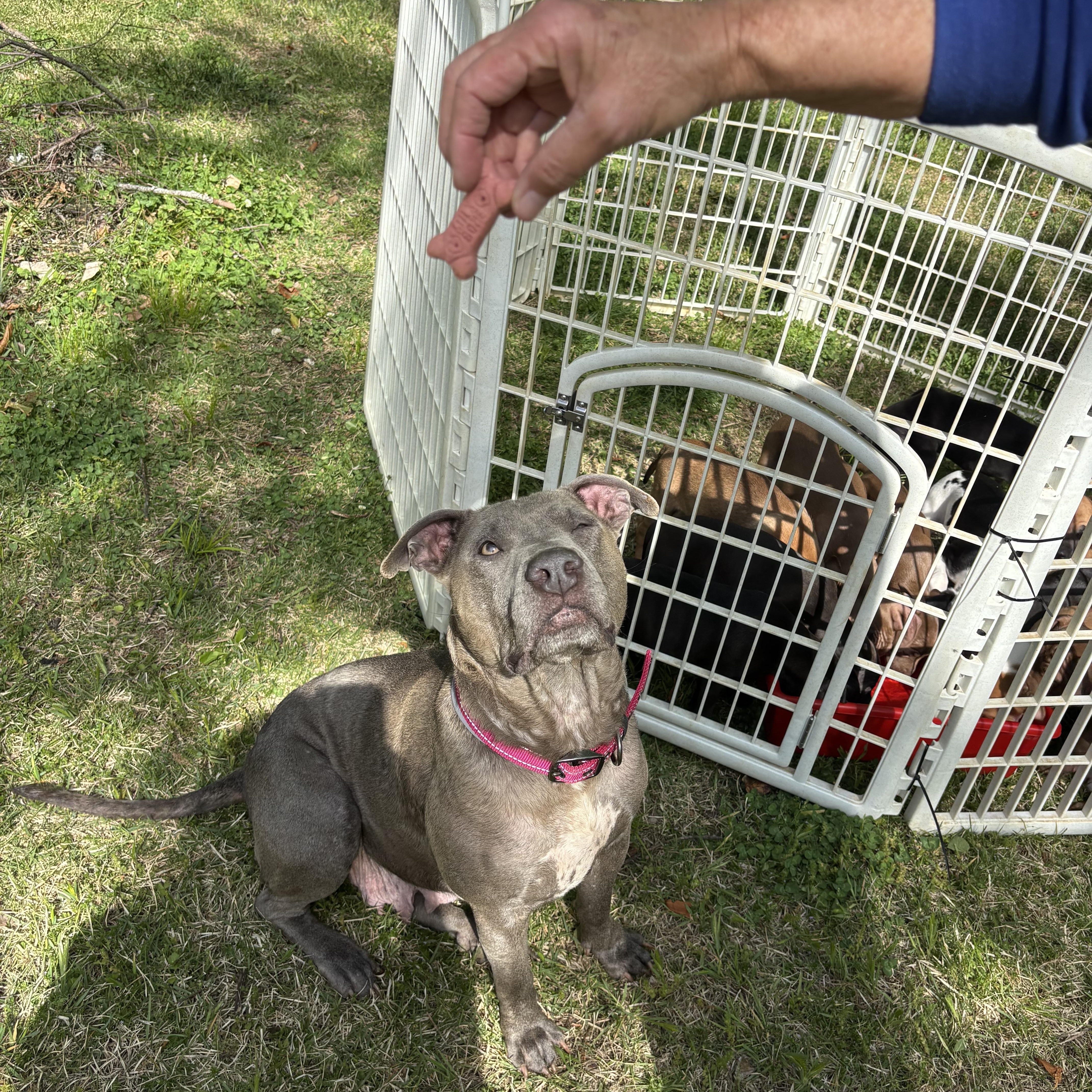 Enlarge Angel, a Adoptable Pit Bull Terrier in Brentwood, TN image 3/3