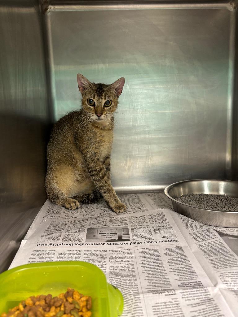 SQUIRREL, Adoptable, Adult Female Domestic Short Hair.