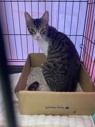 Inky — thumbnail 2