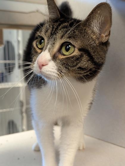 Inky — thumbnail 3