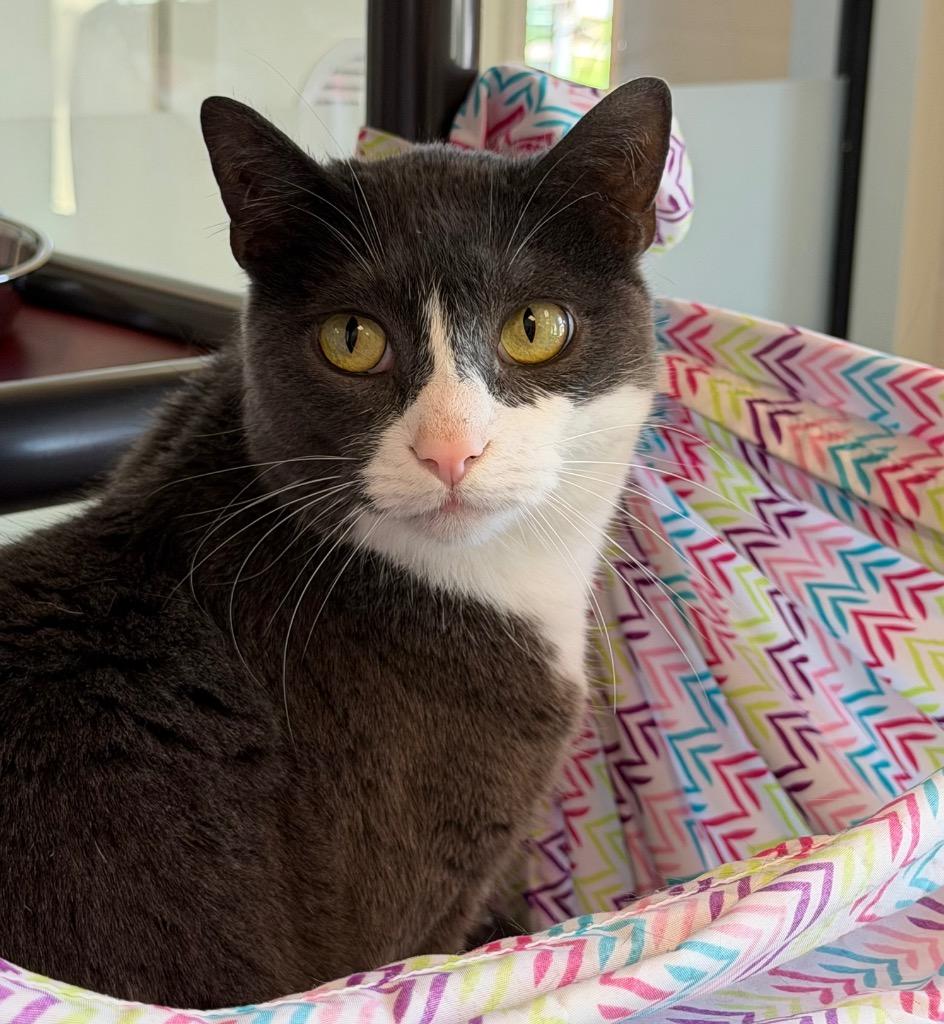 Alora(Belle), Adoptable, Adult Female Domestic Medium Hair.