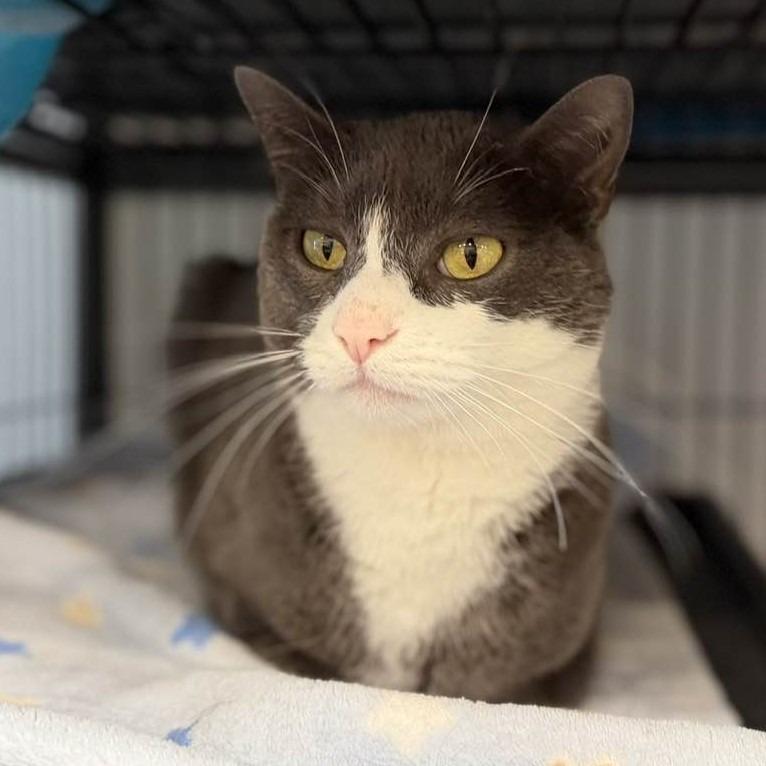 Enlarge Alora(Belle), a Adoptable mixed breed in Columbia, IL image 2/6