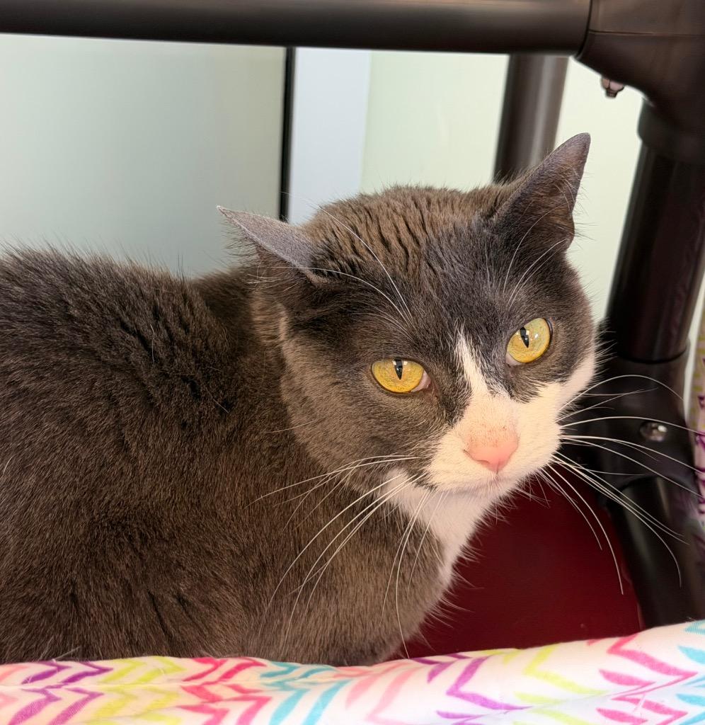 Enlarge Alora(Belle), a Adoptable mixed breed in Columbia, IL image 3/6