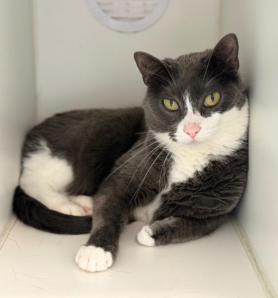 Enlarge Alora(Belle), a Adoptable mixed breed in Columbia, IL image 4/6